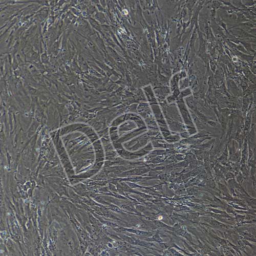 小鼠原代子宮內(nèi)膜基質(zhì)細(xì)胞