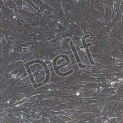 小鼠原代子宮內(nèi)膜基質(zhì)細(xì)胞