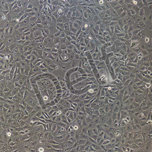 豬鼻腔粘膜上皮細(xì)胞永生化