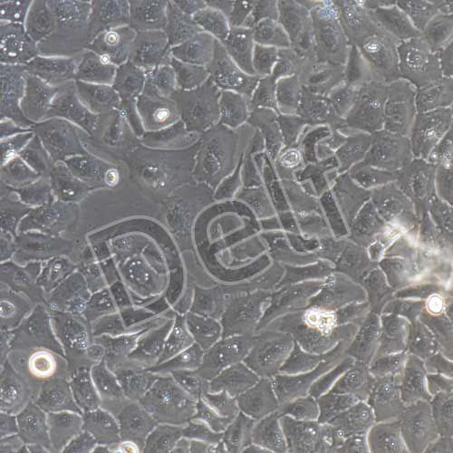 豬鼻腔粘膜上皮細(xì)胞永生化