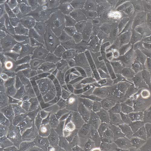 豬鼻腔粘膜上皮細(xì)胞永生化