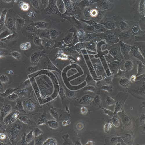 豬扁桃體上皮細(xì)胞永生化