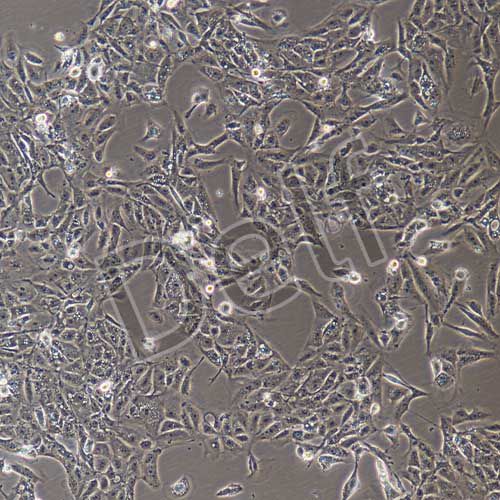 豬原代肺微血管內(nèi)皮細(xì)胞