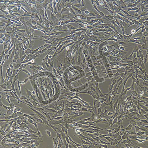 豬原代骨骼肌細(xì)胞