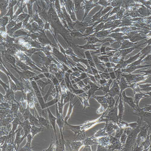 豬原代骨骼肌細(xì)胞