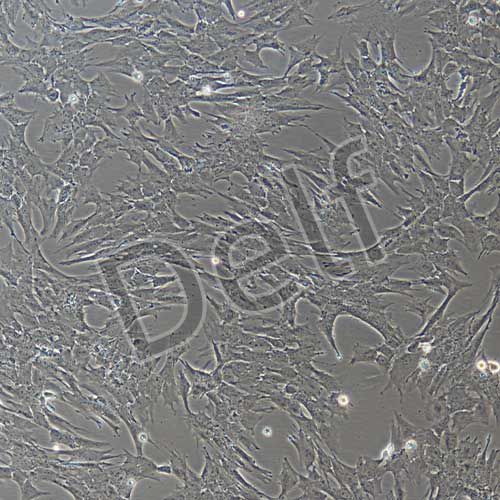 豬骨骼肌細(xì)胞永生化