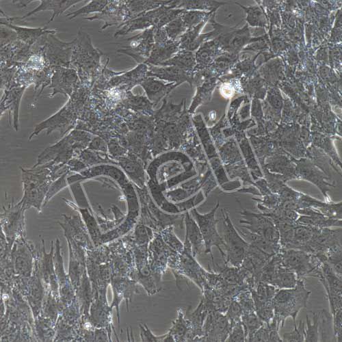 豬骨骼肌細(xì)胞永生化