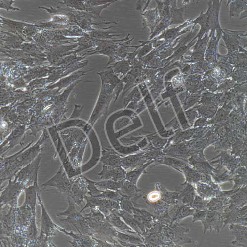 豬骨骼肌細(xì)胞永生化