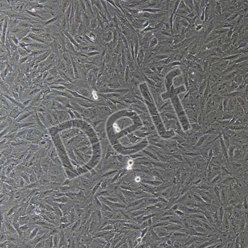 豬原代骨髓間充質(zhì)干細(xì)胞