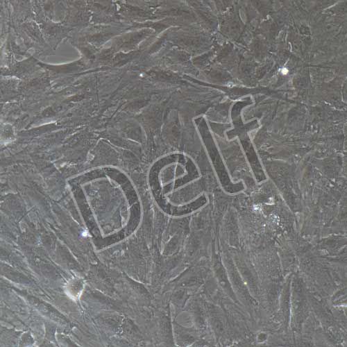 豬原代骨髓間充質(zhì)干細(xì)胞