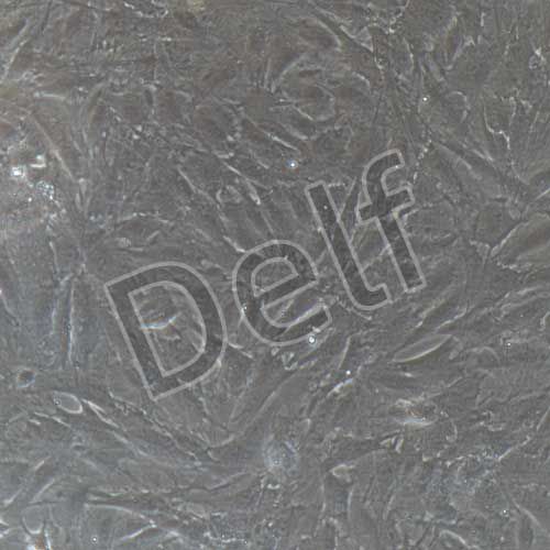 豬原代骨髓間充質(zhì)干細(xì)胞