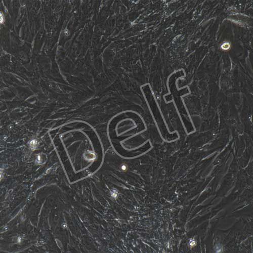 豬原代卵巢顆粒細(xì)胞