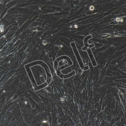 豬原代卵巢顆粒細(xì)胞