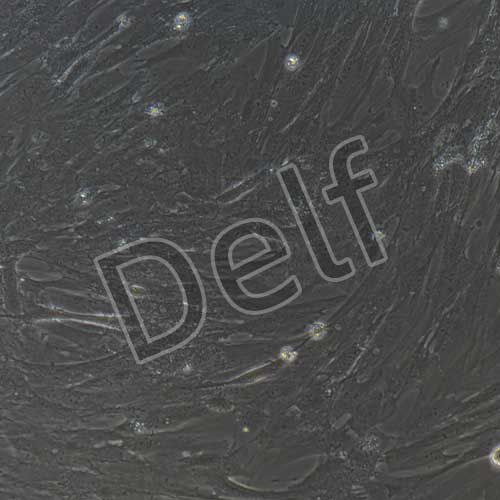 豬原代皮膚成纖維細(xì)胞