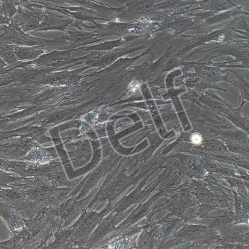 豬原代前脂肪細(xì)胞