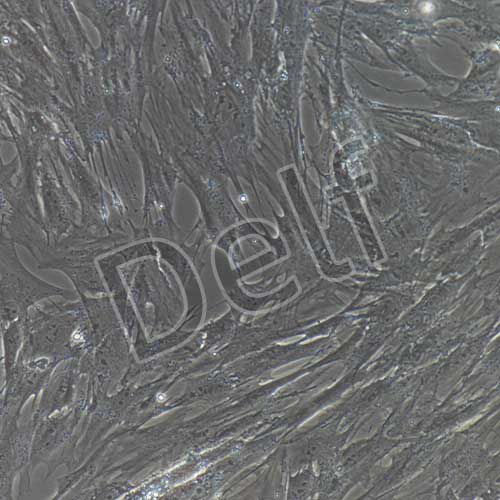 豬原代前脂肪細(xì)胞