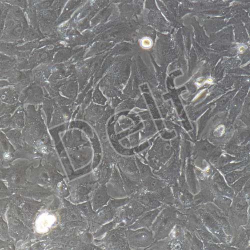 豬原代乳腺上皮細胞