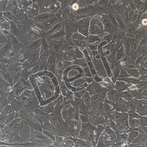 豬原代乳腺上皮細胞