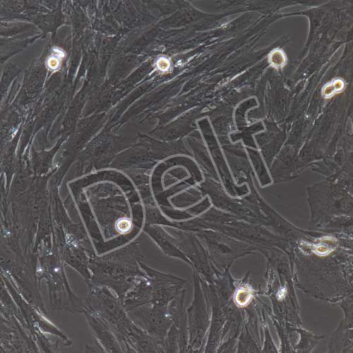 豬原代心肌成纖維細(xì)胞