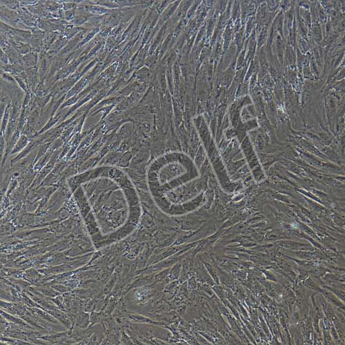 豬原代脂肪干細胞