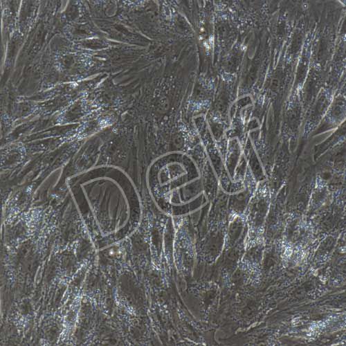 豬原代脂肪干細胞