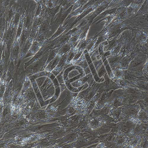 豬原代脂肪干細胞