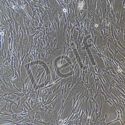 豬原代主動脈瓣膜間質細胞