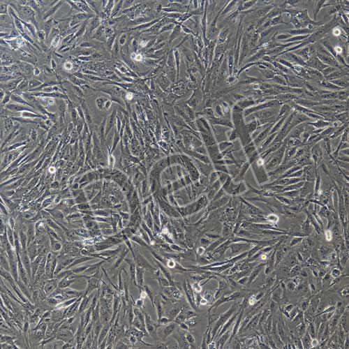 豬原代主動(dòng)脈內(nèi)皮細(xì)胞