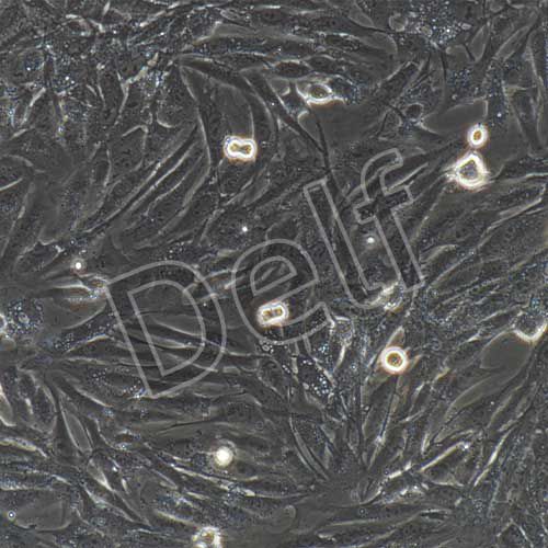 豬原代主動(dòng)脈內(nèi)皮細(xì)胞