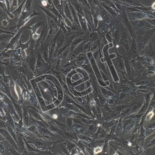 豬原代主動(dòng)脈內(nèi)皮細(xì)胞