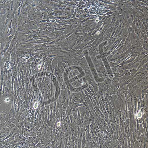 豬原代主動(dòng)脈平滑肌細(xì)胞