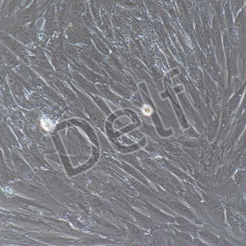 豬原代主動(dòng)脈平滑肌細(xì)胞