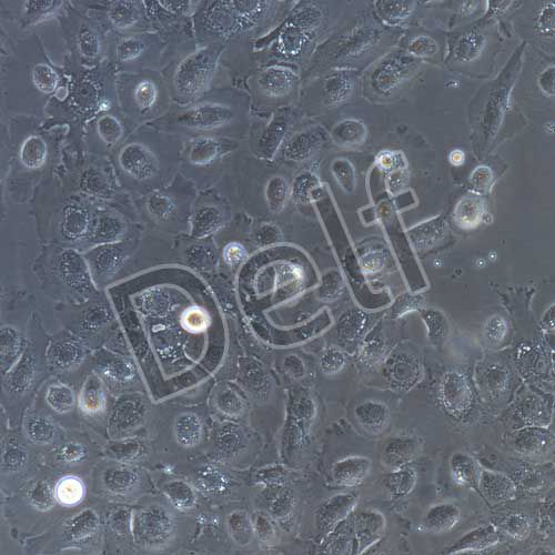 豬子宮內(nèi)膜上皮細(xì)胞永生化