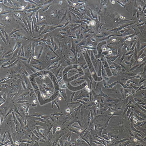 MDA-MB-231+GFP 人乳腺癌細(xì)胞+GFP