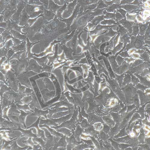 A549+luc 人肺癌細(xì)胞+luc