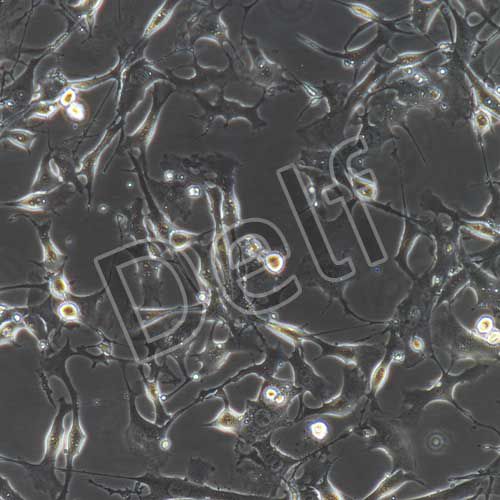 B16-F10+luc 小鼠黑色素瘤細胞熒光素酶標記