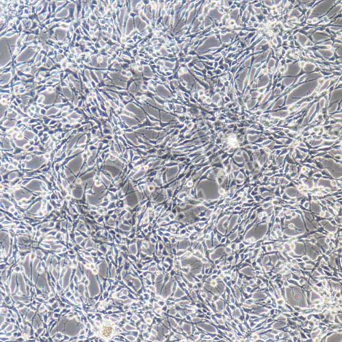 C6+luc 大鼠腦膠質(zhì)瘤細胞熒光素酶標記
