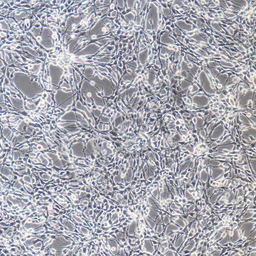 C6+luc 大鼠腦膠質(zhì)瘤細胞熒光素酶標記