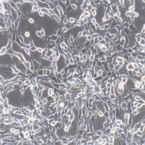 C6+luc 大鼠腦膠質(zhì)瘤細胞熒光素酶標記