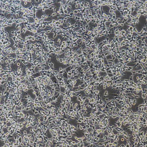 CT26+luc 小鼠結(jié)腸癌細(xì)胞熒光素酶標(biāo)記