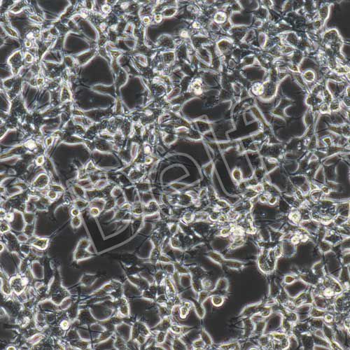 CT26+luc 小鼠結(jié)腸癌細(xì)胞熒光素酶標(biāo)記