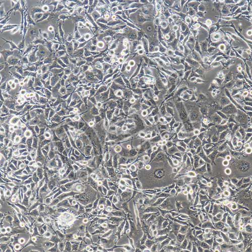 GL261+luc 小鼠膠質(zhì)細(xì)胞瘤+luc