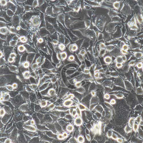 GL261+luc 小鼠膠質(zhì)細(xì)胞瘤+luc