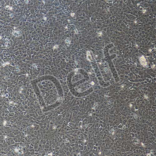 HaCat+luc 人永生化表皮細(xì)胞熒光素酶標(biāo)記