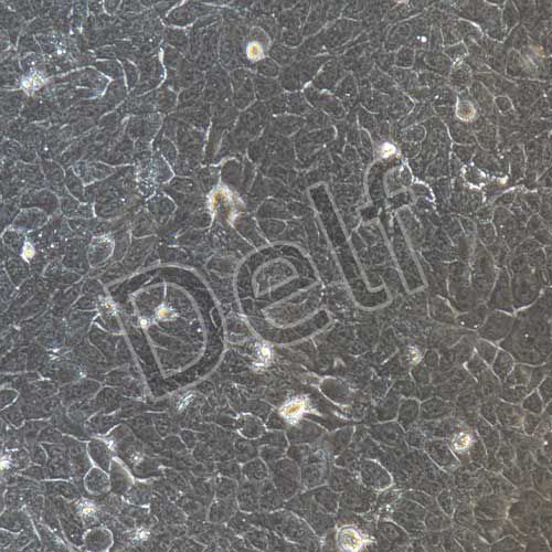 HaCat+luc 人永生化表皮細(xì)胞熒光素酶標(biāo)記