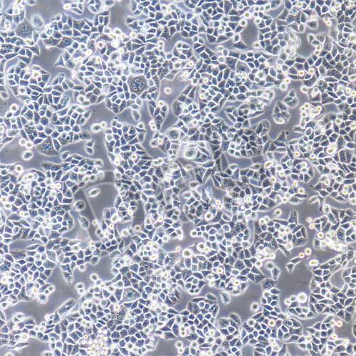 HELA+luc 人宮頸癌細胞HELA熒光素酶標(biāo)記