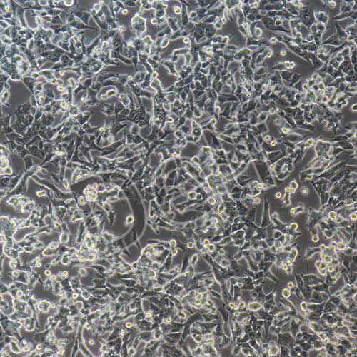 HEPA1-6+luc 小鼠肝癌細(xì)胞+luc