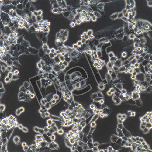 LLC+luc 小鼠肺癌細(xì)胞熒光素酶標(biāo)記