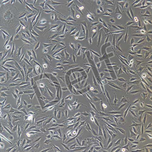 LN-229+luc 人膠質(zhì)瘤細(xì)胞穩(wěn)定表達(dá)熒光素酶