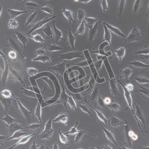 LN-229+luc 人膠質(zhì)瘤細(xì)胞穩(wěn)定表達(dá)熒光素酶